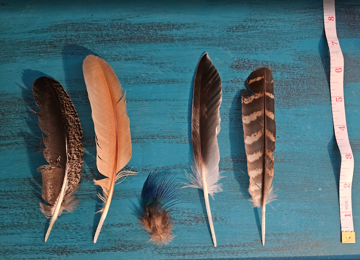 Feathers - Small