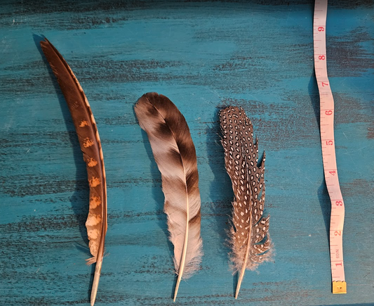 Feathers - Medium